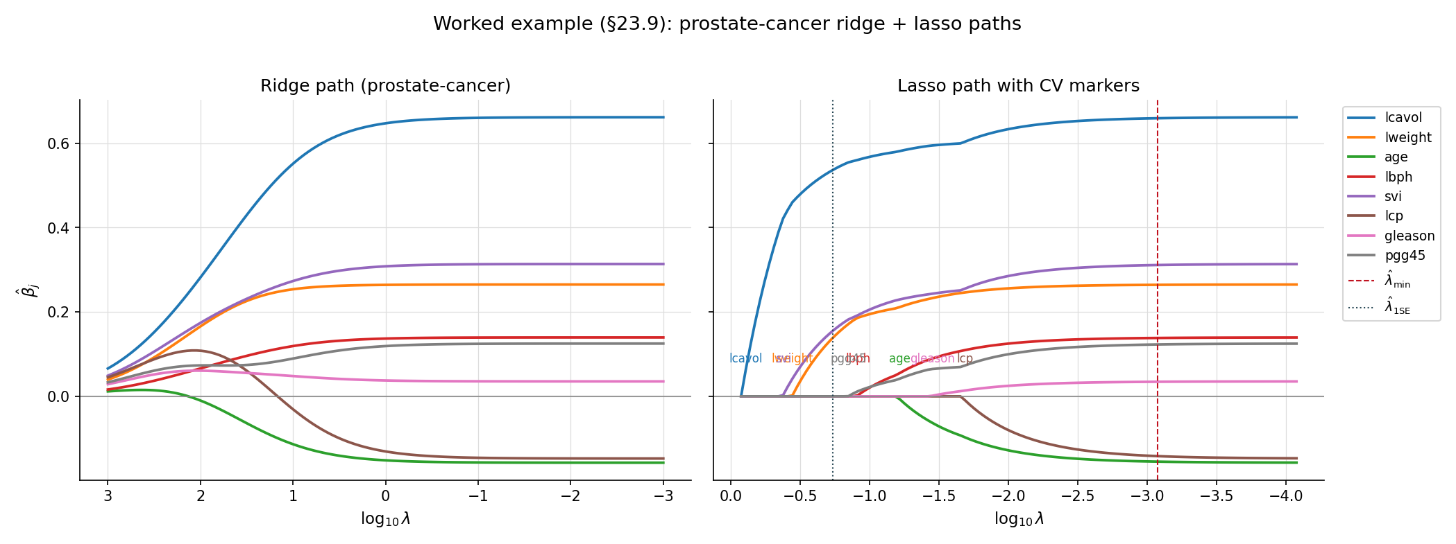 Full prostate-cancer worked-example figure. Two-panel ridge and lasso regularization paths, eight coefficient lines per panel, x-axis log λ, vertical dashed lines at λ_min (shorter) and λ_1SE (longer) from 10-fold CV. Coefficient labels at the right edge of each panel showing predictor names (lcavol, lweight, age, lbph, svi, lcp, gleason, pgg45). Active-set size annotated below the x-axis.
